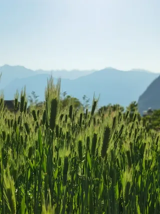 唯美小清新青色麦穗麦浪