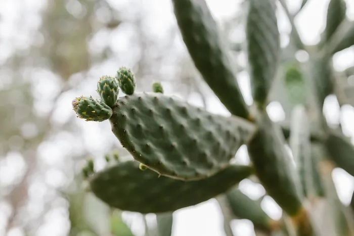 绿色仙人掌仙人球摄影素材