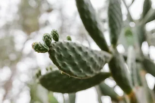 绿色仙人掌仙人球摄影素材