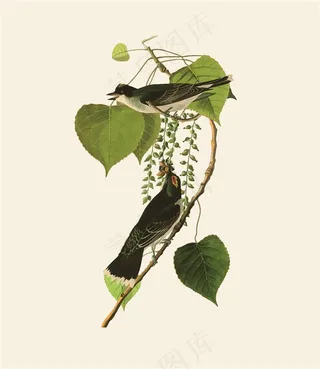 手绘植物花鸟树叶素材