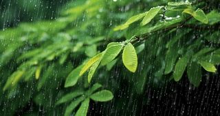 下雨天树叶绿色背景