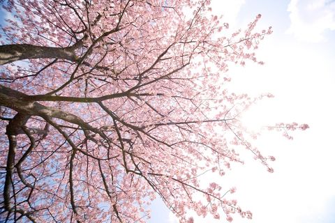 唯美粉色樱花节景色高清图片 唯美粉色樱花节景色高清图片