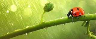 春天雨水叶子绿叶上的七星瓢虫，虫类，谷雨春分摄影图