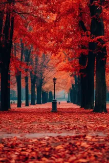 秋天公园深红色树叶树落叶摄影图