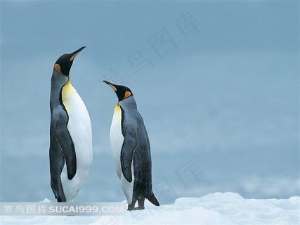 雪地上的企鹅母子摄影