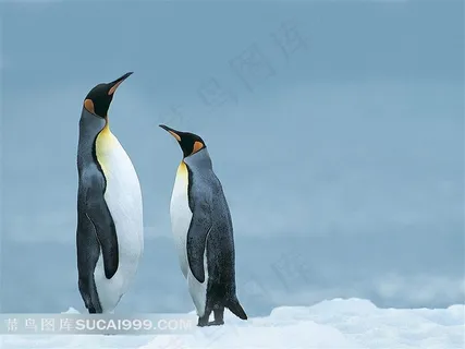 雪地上的企鹅母子摄影 雪地上的企鹅母子摄影