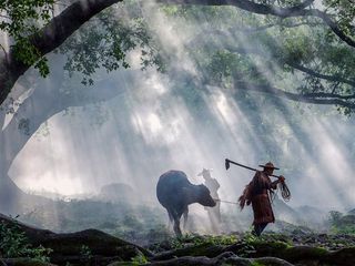 唯美晨雾农民风景素材