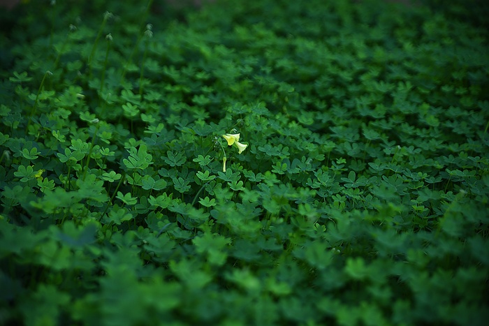 绿草桌面壁纸图片