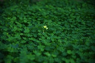 绿草桌面壁纸图片