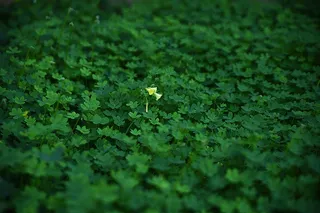 绿草桌面壁纸图片