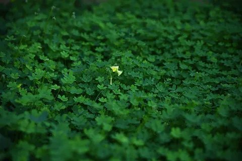 绿草桌面壁纸图片 绿草桌面壁纸图片
