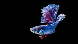 蓝色暹罗斗鱼高清图片