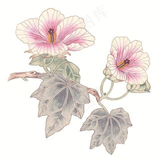 花卉美图素材