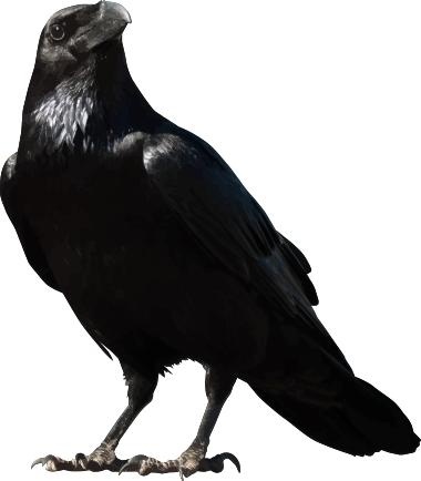 乌鸦 PNG免抠(380x434)