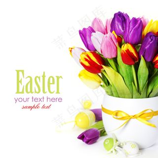 郁金香图片下载