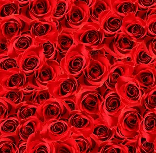 高清红色玫瑰花背景图片
