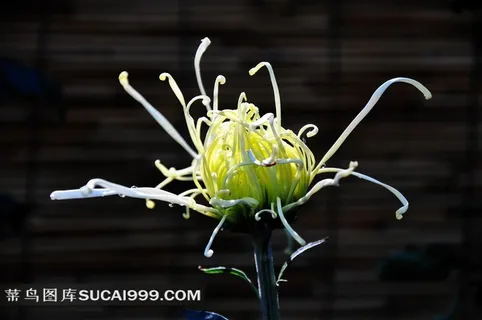 黑色背景上的漂亮菊花摄影