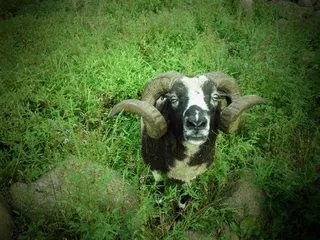 羊白羊牧场动物素材动物实拍