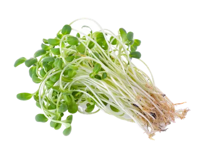 豆芽 (4)超市商品白底图免抠实物摄影png格式图片透明底