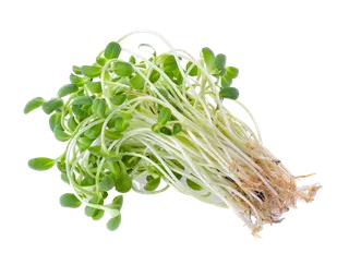 豆芽 (4)超市商品白底图免抠实物摄影png格式图片透明底