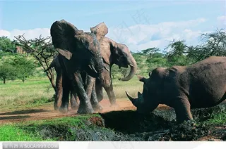 非洲野生大象·大象与犀牛