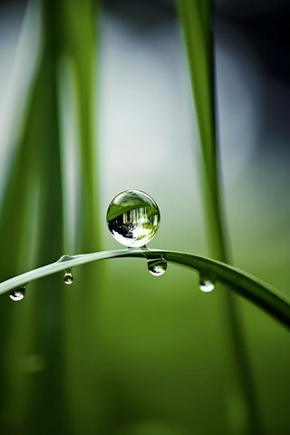 枝叶树叶绿色水滴露珠清新背景