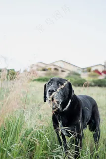 黑色家犬图片