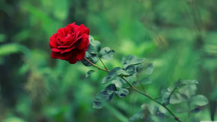 高清红色玫瑰花