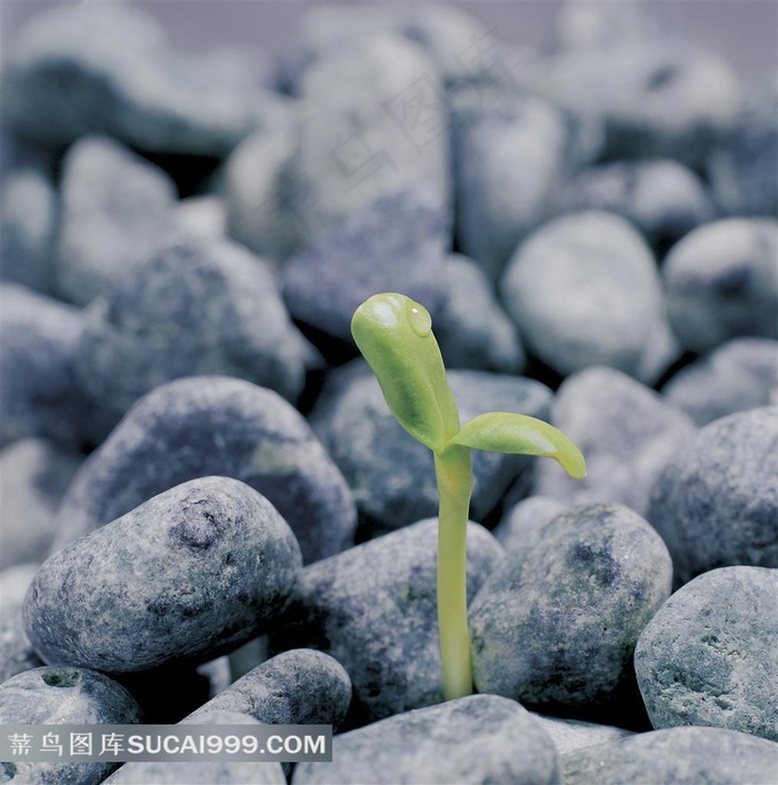 从石头缝隙里冒出的植物新芽