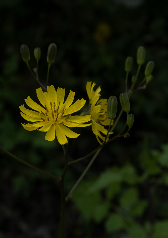 小黄花图片