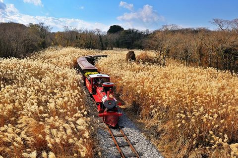 济州岛火车图片
