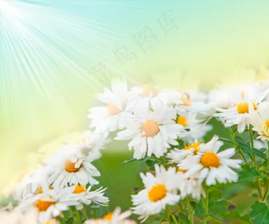 高清花草风景图片下载