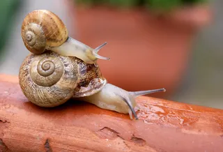 蜗牛动物园动物设计素材森林野生