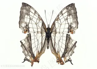 高清网状格纹翅膀蝴蝶标本图片