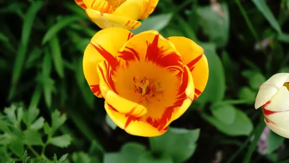 美丽郁金香花朵图片 美丽郁金香花朵图片