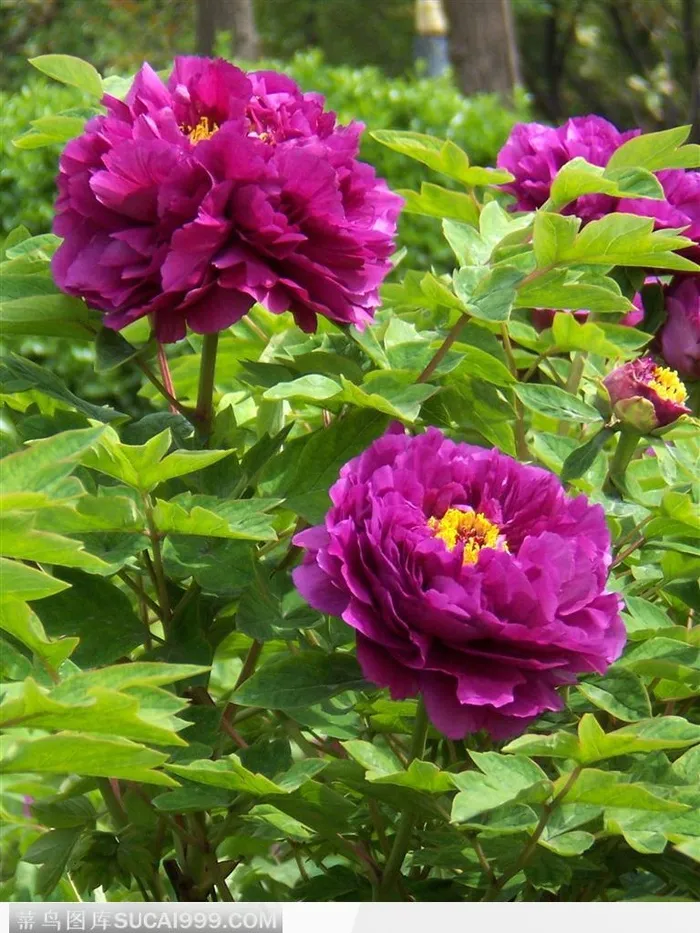 多朵枚红色国花牡丹 洛阳牡丹花