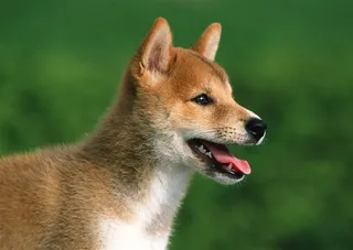 高清小狗狗摄影图片