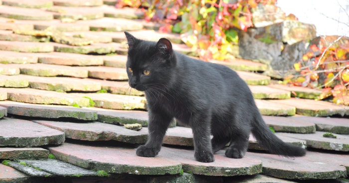 猫流浪猫野猫山猫动物猫仔设计素材黑猫