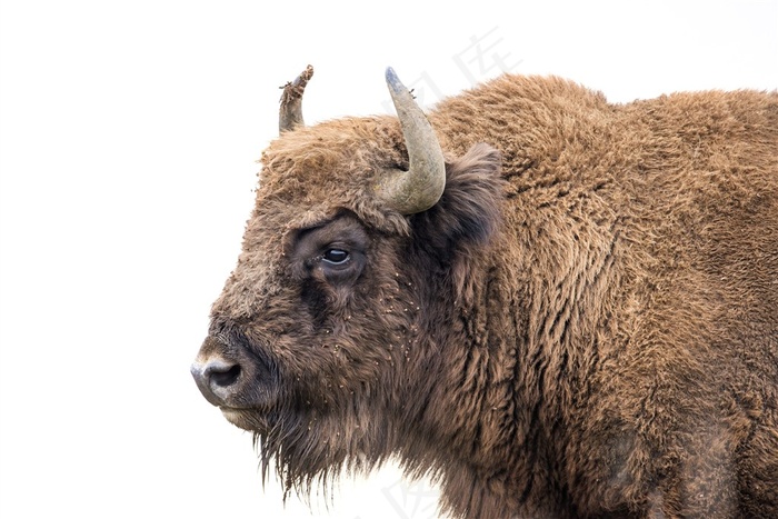 欧洲野牛高清素材图片