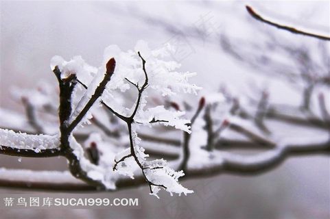 春天冰雪下坚强的嫩芽图