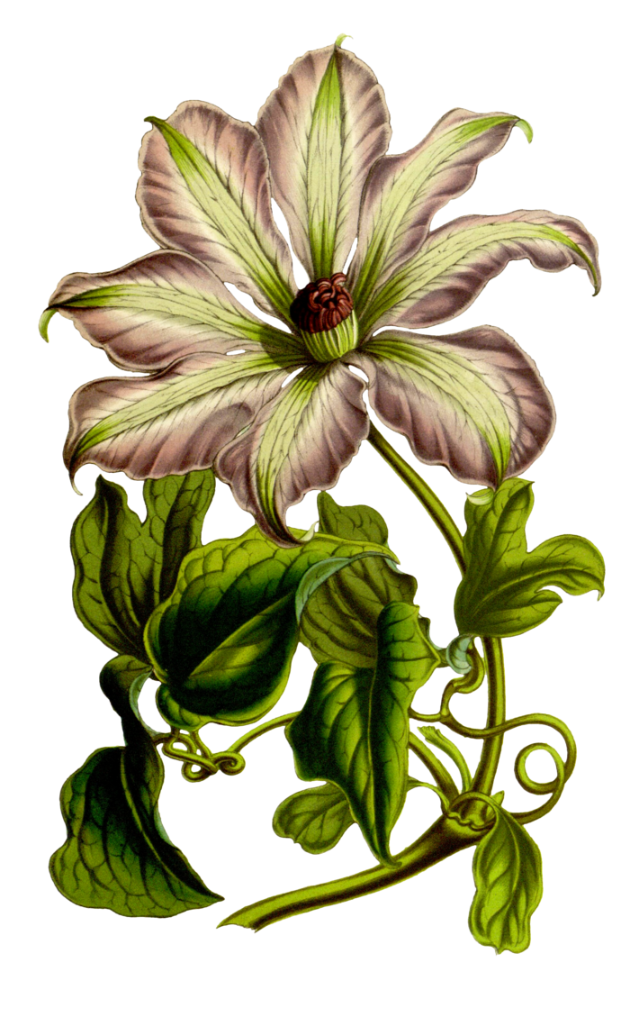 复古手绘植物花卉插画 免抠