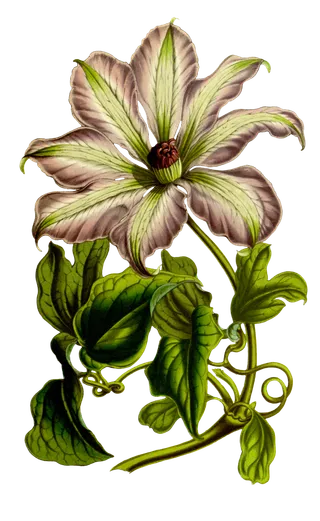 复古手绘植物花卉插画 免抠