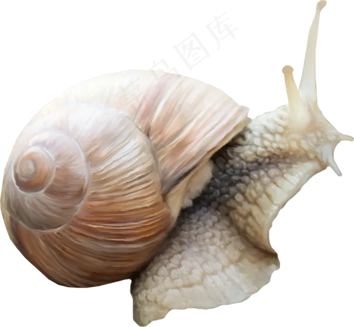 免抠蜗牛　