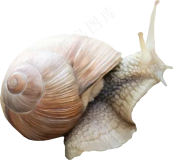 免抠蜗牛　