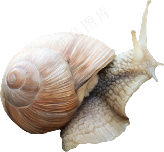 免抠蜗牛　