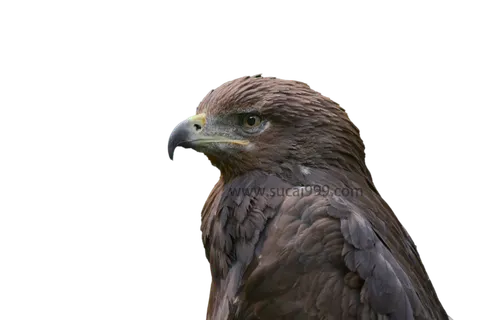 老鹰|坚毅的眼神|耐心等待