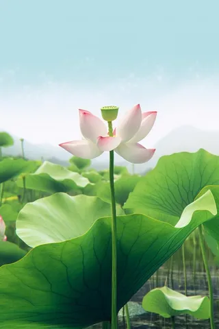 简约清新莲花背景