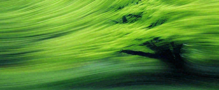 绿色植物树木绚丽虚幻背景(1712x704)