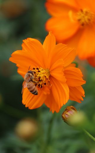 蜜蜂与花摄影