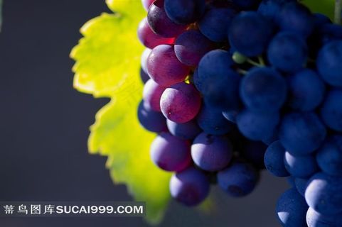 阳光照耀下的葡萄